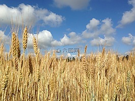 麥田,藍(lán)色的天空,云