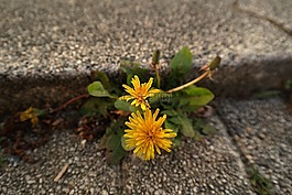 特寫視圖,鮮花,黃色