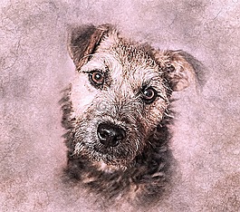 狗,寵物,小獵犬