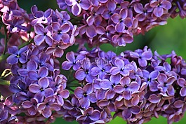 紫丁香,紫丁香花,fliederblueten