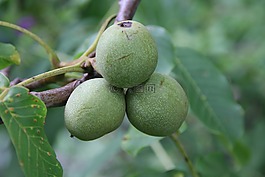 核桃,綠色,水果
