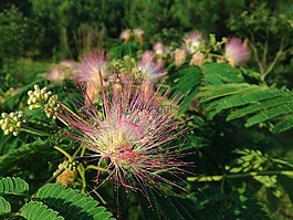 尖尖,花,粉紅色