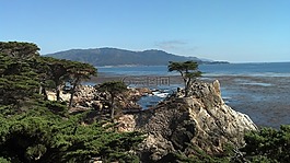 树,加利福尼亚州,公园