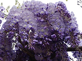 鮮花,春,美麗