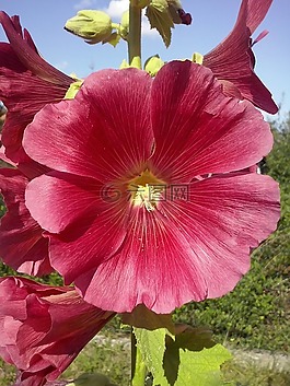 性质,鲜花,锦葵