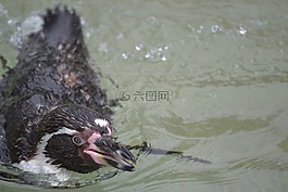 企鵝,游泳,動物園