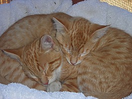 貓,動物,休息