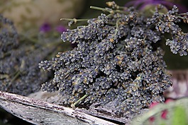 熏衣草,干,裝飾