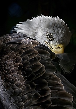 動物園,野生鳥類,動物區(qū)系