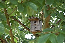 巢箱,鳥屋,鳥