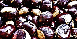 栗子,piancastagnaio,主頁(yè)