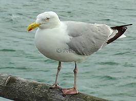鷗,海鷗,鳥