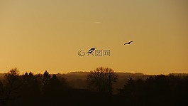 鳥類,晚上,日落