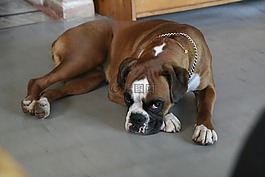 牛頭犬,鋪設,寵物
