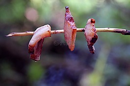 咸肉,火,肉