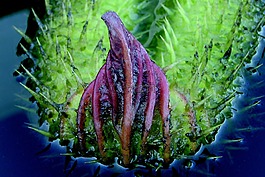 葉,irupe,植物