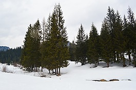 山,雪,樹