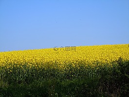 油菜籽場,油菜,景觀