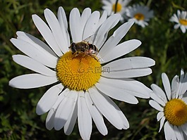 蜜蜂,昆蟲,動物
