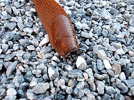 蝸牛,動物,性質