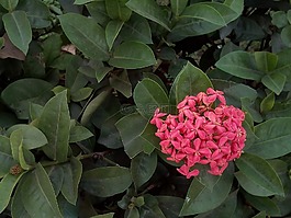 花,花针,红色的花朵