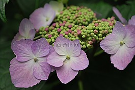 花,紫色的粉末,紫色