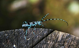 甲虫,蓝色,豪恩