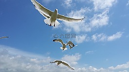 海鷗,鷗,鳥