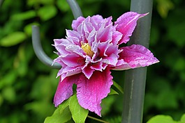 開花,鐵線蓮