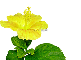 黃芙蓉,花,雌蕊