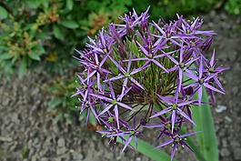 韭菜,明星,模式