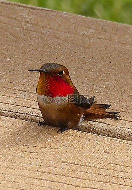 艾倫斯蜂鳥,蜂鳥,selasphorus sasin