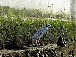 蒼鷺,水禽,鳥