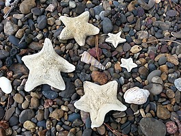 海星,海滩,海滨