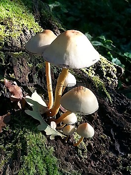 蘑菇,秋季,荷兰国际关系