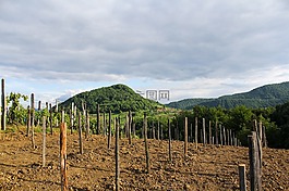 priroda,自然,vinograd