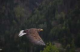 阿德勒,鳥(niǎo),鷙鳥(niǎo)