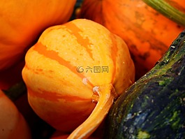 南瓜,冬瓜,秋季