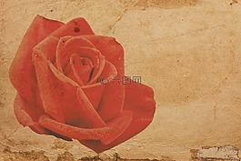 玫瑰,紅色,紙