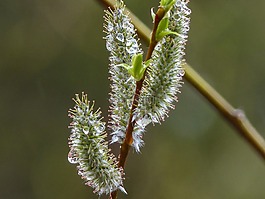 貓柳樹(shù),palmkaetzchen,布什