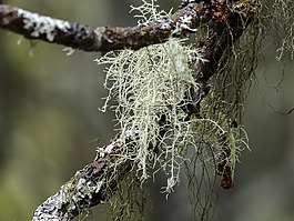 苔,樹,枝杈