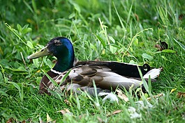 鳧,鴨,鳥