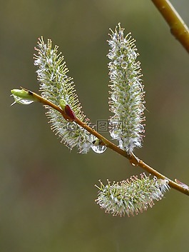 貓柳樹(shù),palmkaetzchen,布什