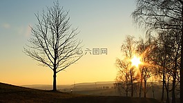 樹,太陽,天空