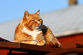 猫,猫趴,猫咪