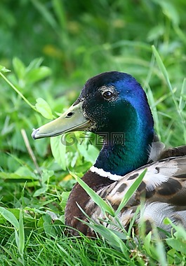 鳧,鴨,鳥