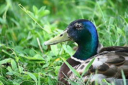鳧,鴨,鳥