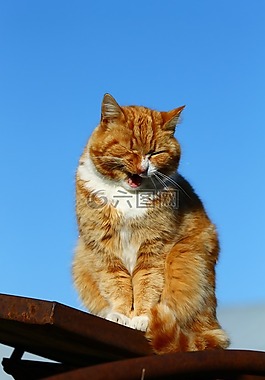 貓,貓咪,動物