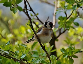 金翅雀,鳥,歌手
