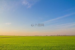 圖像視圖,麥田,大米